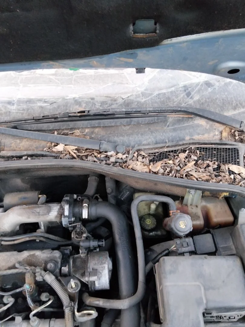 Foto de BRAZO LIMPIA DELANTERO IZQUIERDO RENAULT LAGUNA II (BG0) 1.9 dCi Diesel CAT (101 CV / 74 KW) referencia 7701049033
