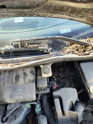Foto de BRAZO LIMPIA DELANTERO IZQUIERDO CITROEN C4 COUPE 1.4 16V (88 CV / 65 KW)