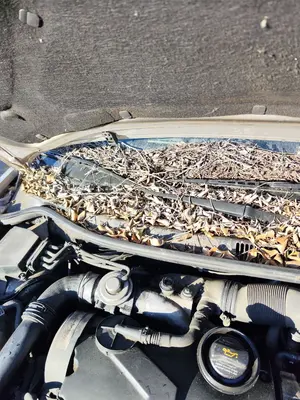 Foto de BRAZO LIMPIA DELANTERO DERECHO SEAT CORDOBA BERLINA (6L2) 1.9 TDI (131 CV / 96 KW) referencia 6L1955410C
