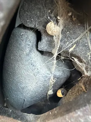 Foto de PINZA DE FRENO DELANTERA DERECHA SEAT CORDOBA BERLINA (6K2)