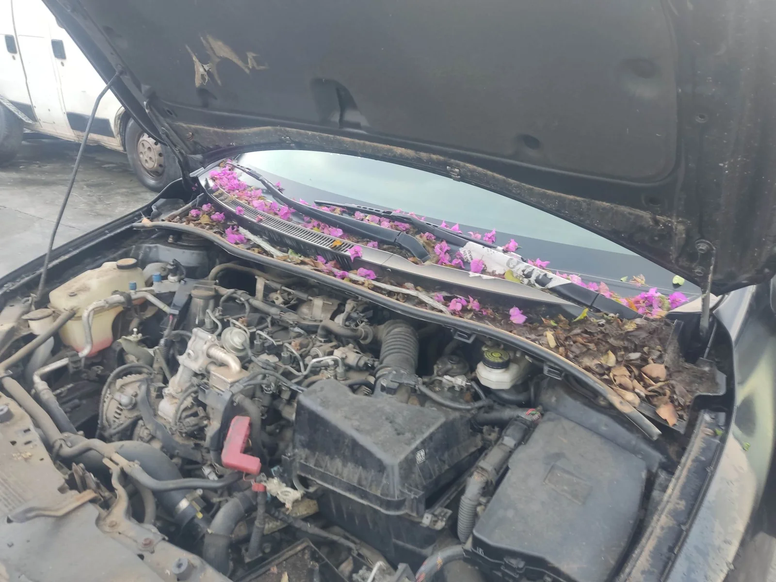 Foto de TORPEDO TOYOTA COROLLA (E15) 1.4 Turbodiesel CAT (90 CV / 66 KW)