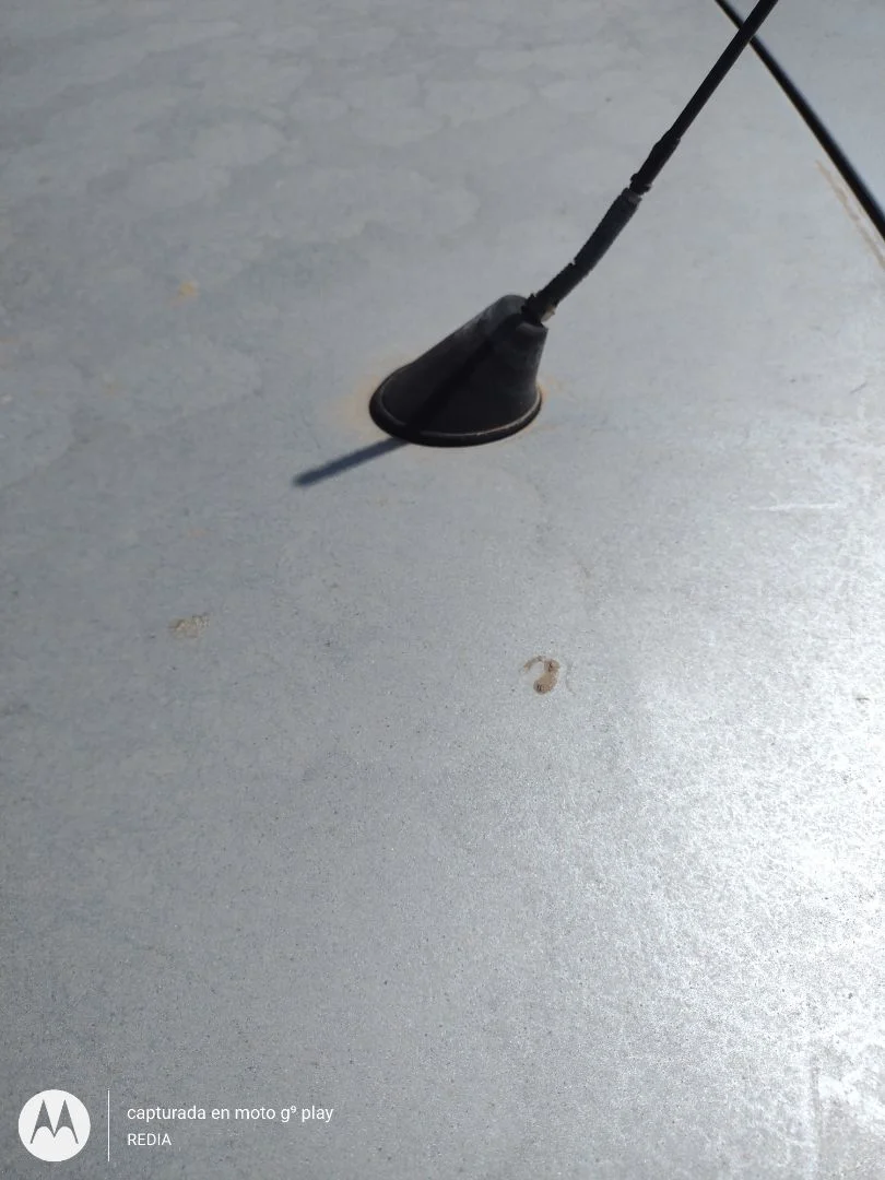 Foto de BASE DE ANTENA SEAT LEON (1P1) 1.9 TDI (105 CV / 77 KW)