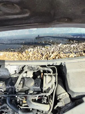 Foto de MOTOR LIMPIA DELANTERO FORD FOCUS SPORTBREAK (CAP) 1.6 TDCi CAT (90 CV / 66 KW) referencia 1704578 foto 5