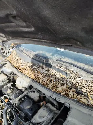 Foto de BRAZO LIMPIA DELANTERO DERECHO FORD FOCUS BERLINA (CAP) 1.8 TDCi Turbodiesel CAT (116 CV / 85 KW)