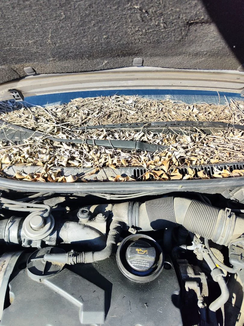Foto de MOTOR LIMPIA DELANTERO SEAT CORDOBA BERLINA (6L2) 1.9 TDI (131 CV / 96 KW) referencia 6Q2955119A
