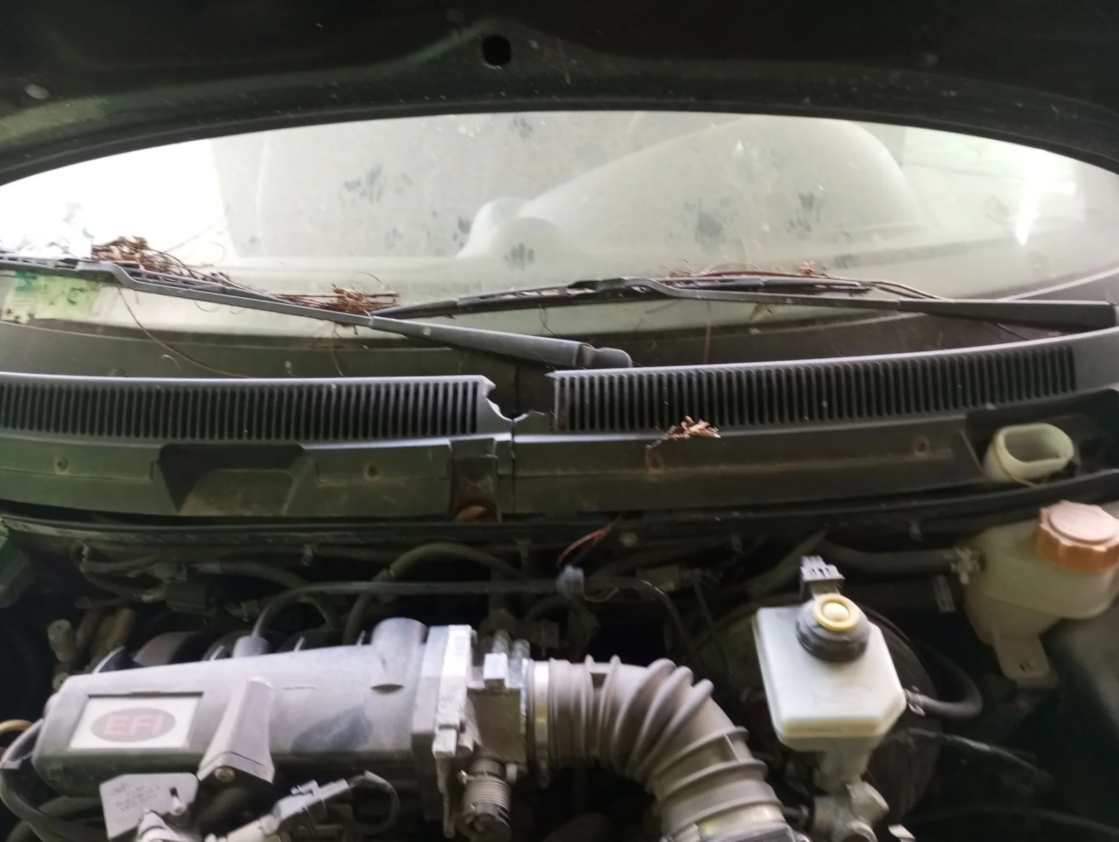 Foto de MOTOR LIMPIA DELANTERO FORD KA (CCQ) 1.3 CAT (50 CV / 37 KW) referencia 1379887