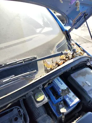 Foto de MOTOR LIMPIA DELANTERO PEUGEOT 307 (S1)(04.2001) 1.6 16V CAT (109 CV / 80 KW) referencia 6405J6