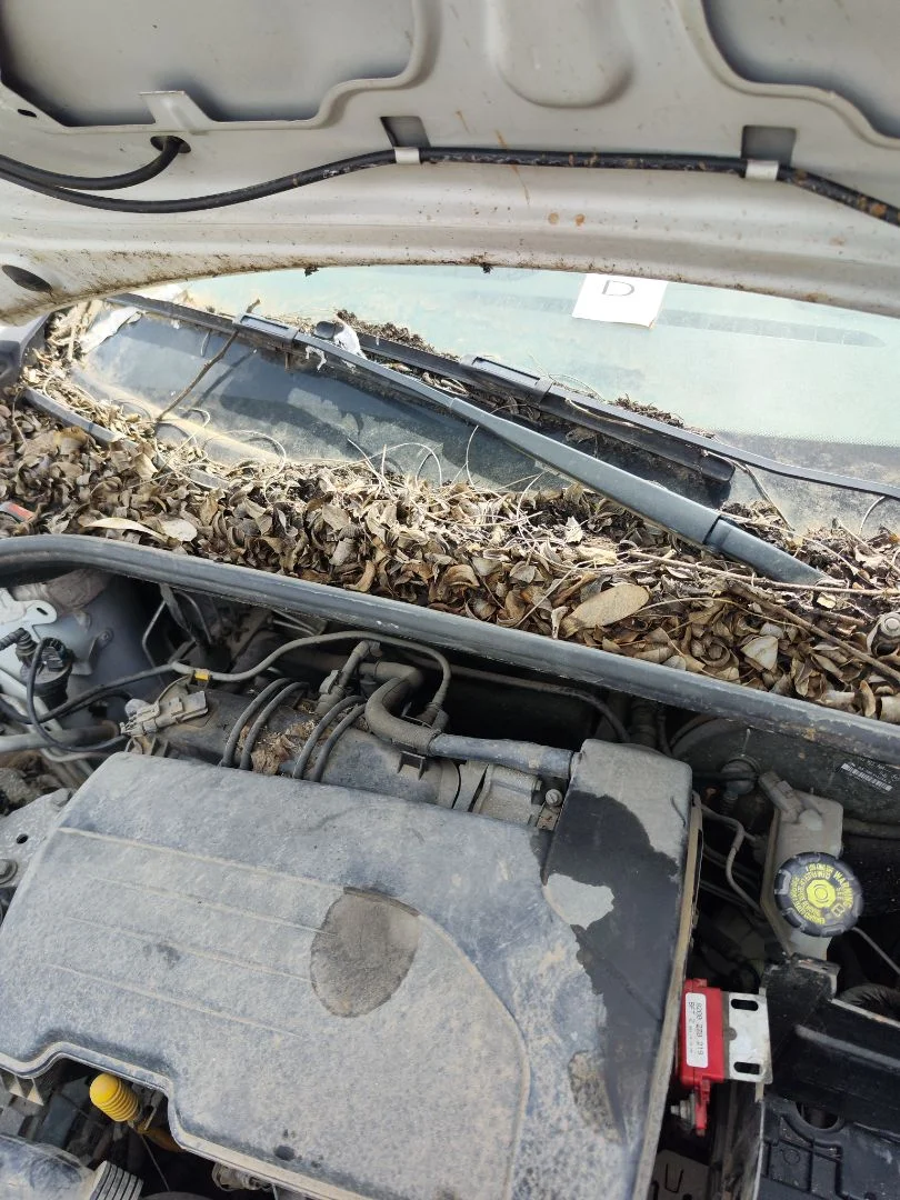 Foto de BRAZO LIMPIA DELANTERO DERECHO RENAULT CLIO III 1.2 16V (75 CV / 55 KW)