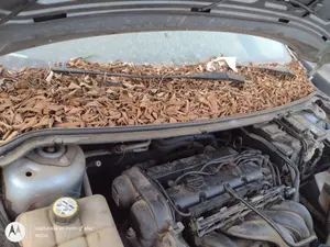 Foto de TORPEDO FORD FOCUS SPORTBREAK (CAP) 1.6 16V CAT (101 CV / 74 KW)