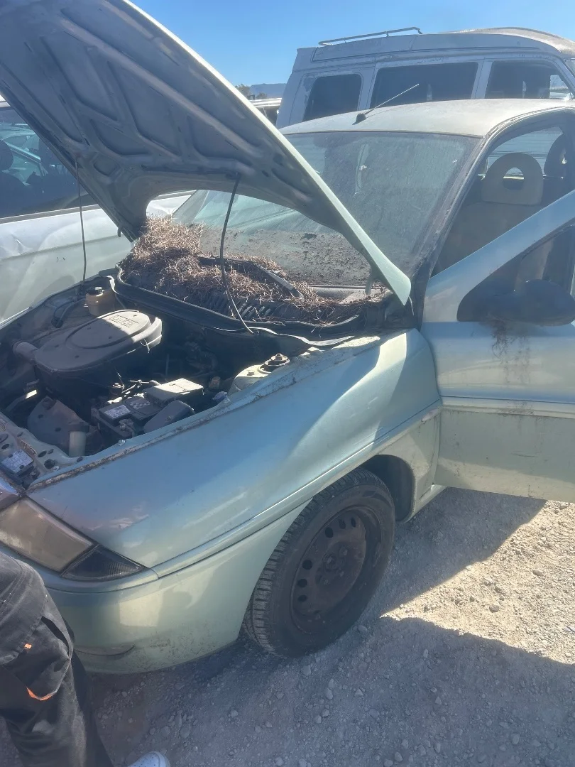 LANCIA Y